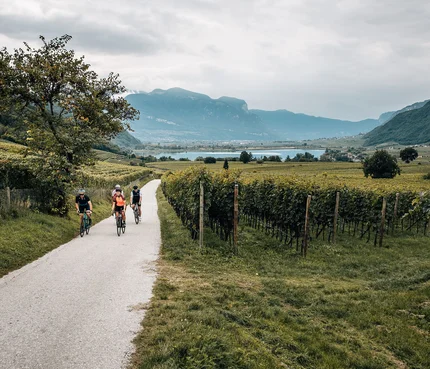 Drei Radfahrer fahren auf einer Landstraße durch Weinberge mit Bergen im Hintergrund.